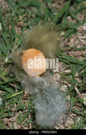 Spinne Ei Sac, New-South.Wales, Australien Stockfoto