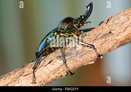 Regenbogen-Hirschkäfer (Phalacrognathus Muelleri), Emerald Form, Queensland Stockfoto