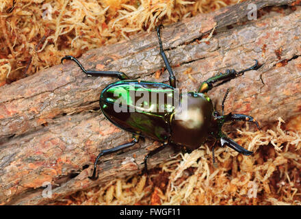 Regenbogen-Hirschkäfer (Phalacrognathus Muelleri), Emerald Form, Queensland Stockfoto