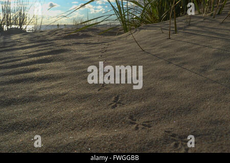 Vogel-Fußspuren im Sand am Sandstrand Stockfoto