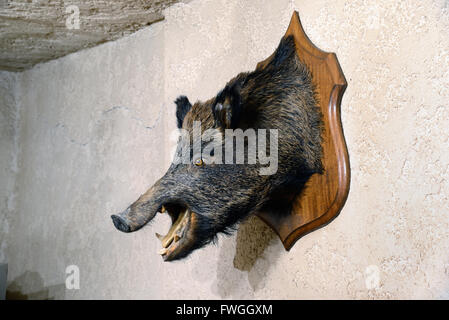 Gefüllte Books, wilde Schweine oder Europäischen wildes Schwein, Sus scrofa, Trophäe, Provence, Frankreich Stockfoto