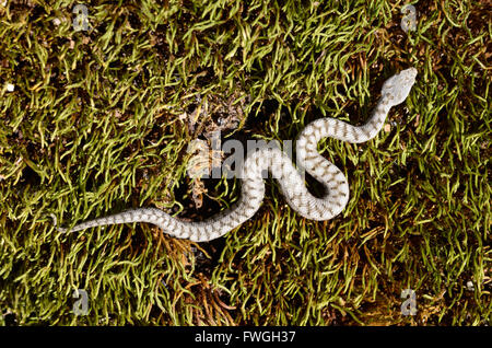 Jugendliche oder junge Asp Viper, Aspik Viper oder europäischen Asp, Vipera Aspis Schlange auf Moss-Covered Log Stockfoto