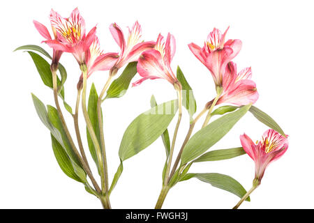 Peruanische Lilien Stockfoto
