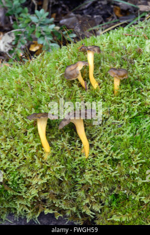 Trichter Pfifferling Mushroms oder Pilz Craterellus Tubaeformis wächst auf Moss-Covered Waldboden Stockfoto