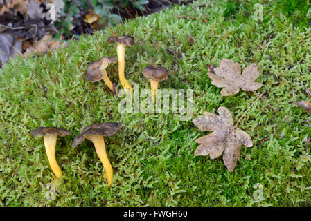 Trichter Pfifferling Mushroms oder Pilz Craterellus Tubaeformis wächst auf Moss-Covered Waldboden Stockfoto