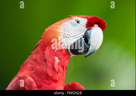 Hellroten Aras (Ara Macao), Amazonas, Brasilien, Südamerika Stockfoto