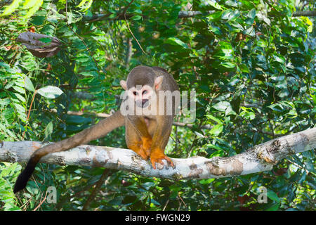 Totenkopfaffen (Saimiri Sciureus), Bundesstaat Amazonas, Brasilien, Südamerika Stockfoto