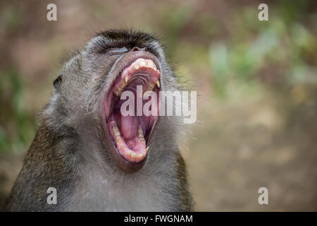 Long-tailed Macaque (Macaca Fascicularis), Bako Nationalpark, Sarawak, Borneo, Malaysia, Südostasien, Asien Stockfoto