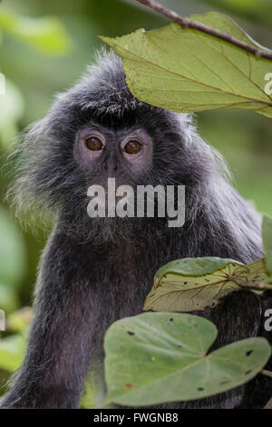 Erwachsenen silbrig Languren (Trachypithecus Cristatus) (versilberten Blatt Affe), Bako Nationalpark, Sarawak, Borneo, Malaysia, Asien Stockfoto