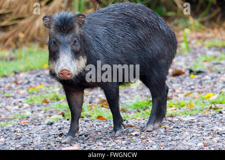 Weißlippen-Peccary (Tayassu Pecari), Mato Grosso do Sul, Brasilien, Südamerika Stockfoto