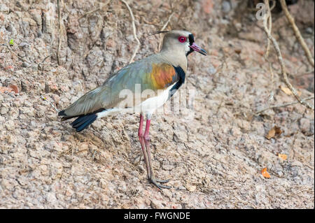 Südlichen Kiebitz (Vanellus Chilensis), Pantanal, Mato Grosso, Brasilien, Südamerika Stockfoto