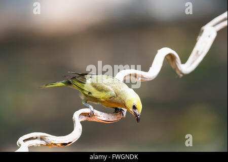 Palm-Voegel (Thraupis Palmarum), Pantanal, Mato Grosso, Brasilien, Südamerika Stockfoto