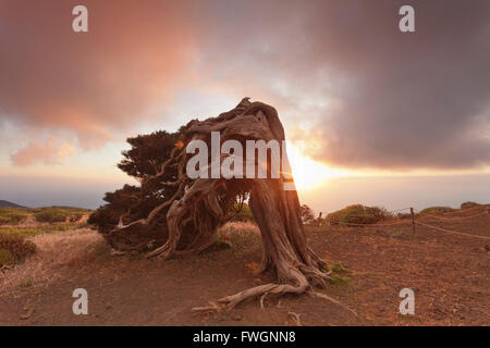 Kanaren-Wacholder bei Sonnenuntergang, Nature Reserve El Sabinar, UNESCO-Biosphärenreservat, El Hierro, Kanarische Inseln Stockfoto