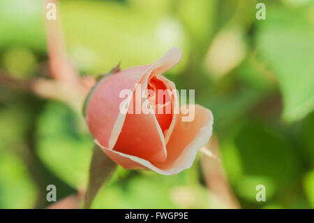 Rose Bud in Blume, Vereinigtes Königreich, Europa Stockfoto