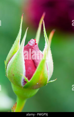 Rose Bud in Blume, Vereinigtes Königreich, Europa Stockfoto