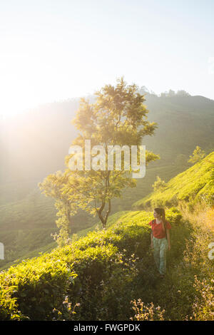 Tee-Plantagen in der Nähe von Munnar, Kerala, Indien, Südasien Stockfoto