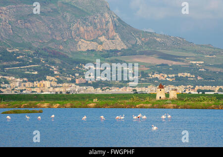 Rosa Flamingos in den Salinen, Trapani, Sizilien, Italien, Europa Stockfoto