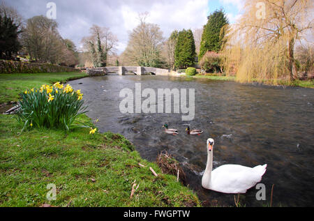 Ein Schwan in der Nähe der mittelalterlichen Sheepwash-Brücke über den Fluss Wye bei Ashford im Wasser; ein schönes Dorf Peak District, England UK Stockfoto