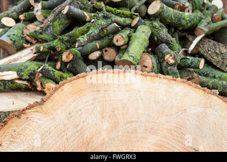 Querschnitt der Baumstamm mit einem Stapel von Protokollen im Hintergrund aus den Überresten eines Schnitt unten Baum, England, Großbritannien Stockfoto