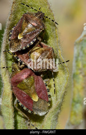 Behaarte Shieldbugs (Dolycoris Baccarum). Eine Gruppe von echten Bugs in der Familie Pentatomidae auf große Königskerze (Verbascum Thapsus) Blatt Stockfoto