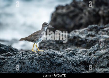Juvenile Willett zu Fuß auf den Felsen am Meer Stockfoto