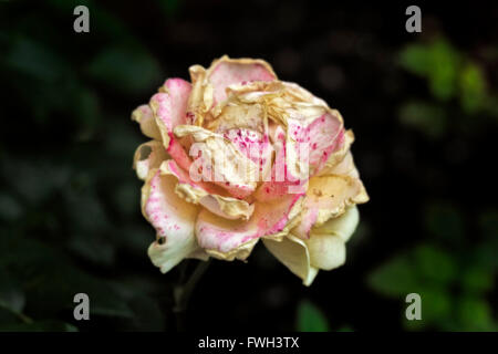 Schöne rosa welken Rose am Tag auf dunkelgrünen Hintergrund Stockfoto