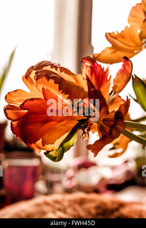 Schöne Silhouette rot Dressing blühende Tulpe im Licht Stockfoto