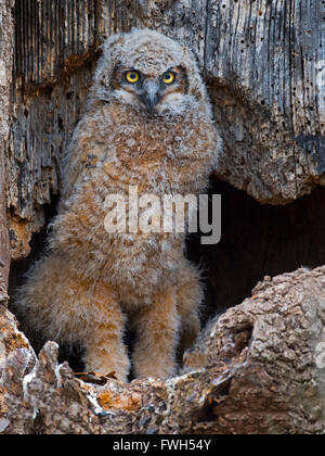 Große gehörnte Owlet stehen im Nest Stockfoto