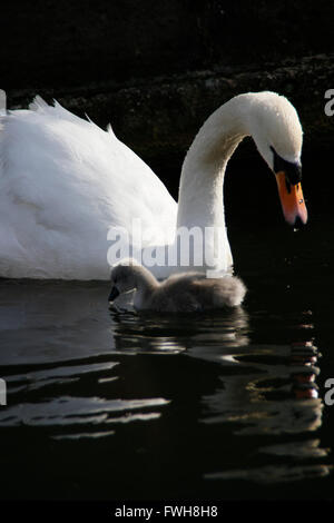 London, UK. 5. April 2016. Tag alte Schwan Cygnet und stolze Eltern in Ost-London. Es wird vermutet, dass die Wapping Cygnets einige der ersten sind, die jedes Jahr im Zentrum von London zu schlüpfen. Wapping, Tower Hamlets, London E1W. Bildnachweis: Mark Baynes/Alamy Live-Nachrichten Stockfoto