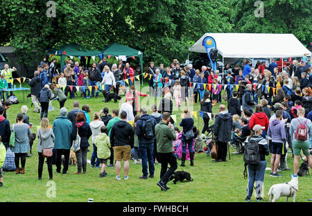 Brighton UK 12. Juni 2016 - Hunderte von Hunde und Besitzer bei der jährlichen Rinde in der Park-Hundeausstellung in Queens Park Brighton statt und die ist heute eines der beliebtesten Community-Events in der Stadt Credit: Simon Dack/Alamy Live News Stockfoto