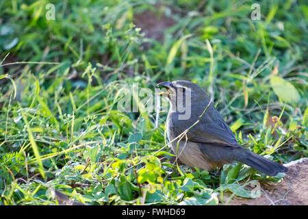 Asuncion, Paraguay. 11.. Juni 2016. Grauer Salz (Saltator Coerulescens), der Samen fresst, songbird füttert Pflanzen auf dem Boden, ist während des sonnigen Tages in Asuncion, Paraguay zu sehen. Kredit: Andre M. Chang/Alamy Live News Stockfoto