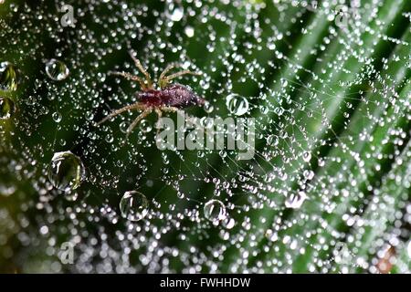 Zunyi, Chinas Provinz Guizhou. 12. Juni 2016. Eine Spinne klettert auf seinen Web nach starken Regenfällen in Yuqing County, Südwesten Chinas Provinz Guizhou, 12. Juni 2016 mit Wassertropfen übersät. © He Chunyu/Xinhua/Alamy Live-Nachrichten Stockfoto