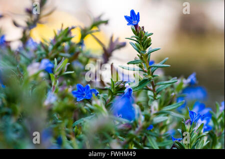 Lithodora diffusa Heavenly Blue. Stockfoto