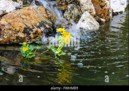 Caltha Sumpfdotterblume kingcup paulstris Stockfoto