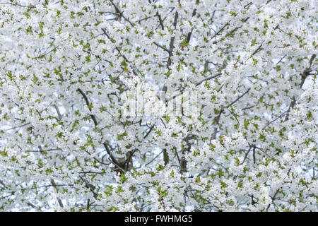 Weiß kirschrote Blüten Stockfoto