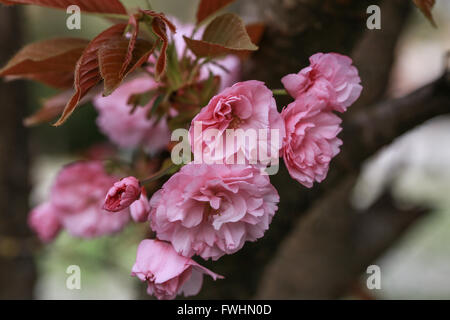 Prunus serrulata Stockfoto