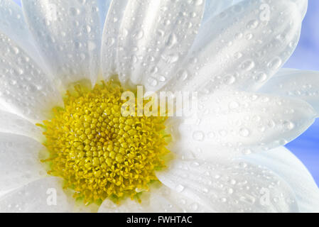 Daisy mit Wasser tropft auf blauem Hintergrund. Stockfoto