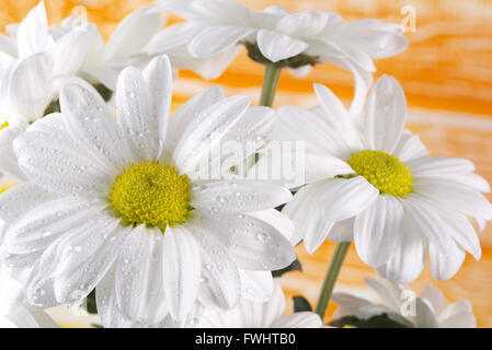 Gänseblümchen auf orangem Hintergrund. Stockfoto
