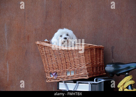 Einen süßen kleinen Hund mit Blick aus dem Korb auf seinen Besitzer Fahrrad in Amsterdam, Niederlande. Stockfoto