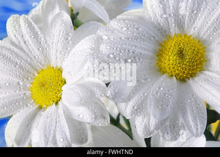 Gänseblümchen mit Wassertropfen auf blauem Hintergrund. Stockfoto