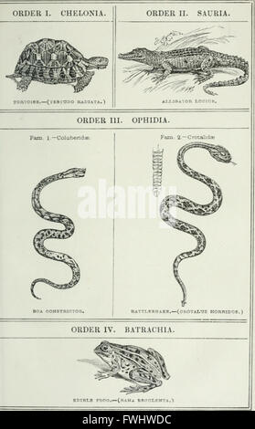 *The Stepping Stone to Natural History* (1856) stellt die Untersuchung von Wirbeltieren vor, wobei der Schwerpunkt auf Tieren mit Rückgrat liegt. Es gibt einen Überblick über die Biologie, Klassifizierung und die Artenvielfalt innerhalb dieser Gruppe von Tieren. Stockfoto