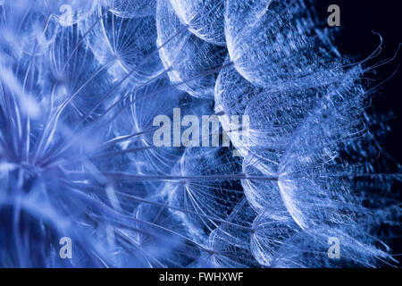 Blauer Rittersporn auf dem schwarzen Hintergrund. Stockfoto