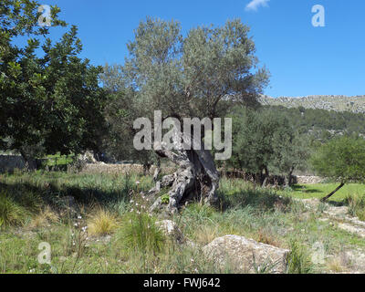 Alten Olivenbaum, Vall de Colonya, südlich von Pollensa/Pollenca, Mallorca, Spanien. Stockfoto