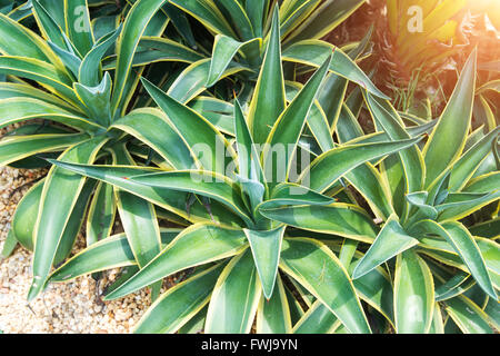 Scharfe Spitzen Agavenblättern Pflanze Stockfoto