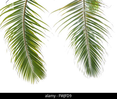 Palm Tree auf weißem Hintergrund Stockfoto