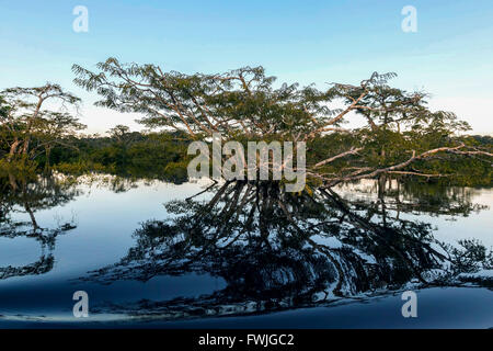 Wasser-Bäume In der Laguna Grande, Cuyabeno Wildlife Reserve, Südamerika Stockfoto