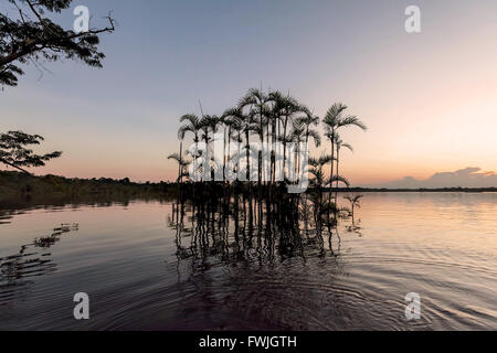 Laguna Grande bei Sonnenuntergang im Cuyabeno Wildlife Reserve, Südamerika Stockfoto