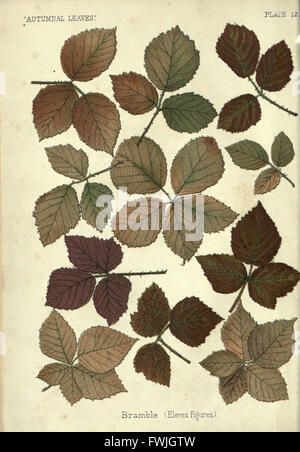 Eine detaillierte Darstellung der herbstlichen Blätter mit ihren leuchtenden Farben und verschiedenen Stadien des Verfalls. Das Bild dient als Darstellung der saisonalen Veränderungen des Pflanzenlebens. Stockfoto