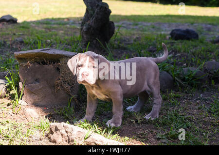 Mastino Napoletano Welpen suchen gerade in die Kamera Stockfoto