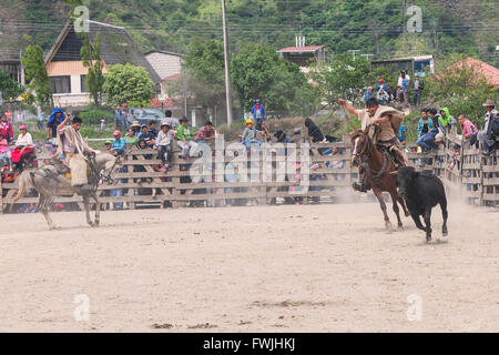 Banos, Ecuador - 30. November 2014: junge Latin Cowboys, die Jagd nach einem Stier, öffentliche Demonstration In Südamerika In Banos Stockfoto